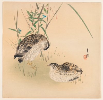 Two Quail by Ogata Gekko